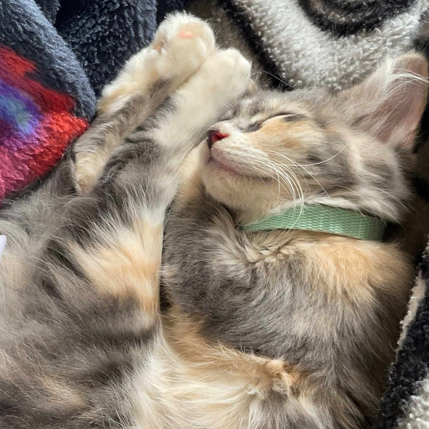 Baby Frank