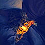 cat, striped_cat, pet, bed, blanket, cozy, orange, black, fur, whiskers, animal, indoor, resting, domestic_cat, cute, feline, comfort, soft, relaxed, sleepy