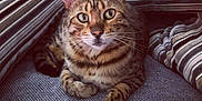 Cirilla is registered to the contest to win money with this photo: cat, tabby_cat, pet, animal, feline, striped, spotted, couch, cushion, indoor, relaxed, fur, whiskers, ears, paw, looking, closeup, resting, home, cozy