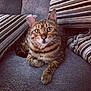 cat, tabby_cat, pet, animal, feline, striped, spotted, couch, cushion, indoor, relaxed, fur, whiskers, ears, paw, looking, closeup, resting, home, cozy