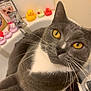Smokey is registered to the contest to win money with this photo: animal, bathroom, bathroom_sink, cat, close_up, colorful, curious, cute, domestic_animal, feline, gray_cat, indoor, pet, pets, relaxed, rubber_ducks, sink_faucet, whiskers, white_chest, yellow_eyes