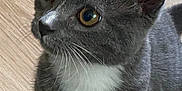 Smokey is registered to the contest to win money with this photo: abyssinian, angora, animal, cat, egyptiancat, gray, hardwood, kitten, manx, pet, snout, wood