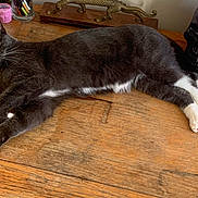 Smokey is registered to the contest to win money with this photo: animal, black_skull, brass_lizard, cat, close_up, cozy, curious, decor, domestic_cat, furniture, gray_cat, indoor, pet, relaxed, resting, still_life, tabletop, white_paws, wooden_table, yellow_eyes