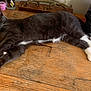 animal, black_skull, brass_lizard, cat, close_up, cozy, curious, decor, domestic_cat, furniture, gray_cat, indoor, pet, relaxed, resting, still_life, tabletop, white_paws, wooden_table, yellow_eyes