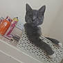 Smokey is registered to the contest to win money with this photo: abyssinian, animal, bottle, cabinet, can, cat, closet, cosmetics, cupboard, deodorant, drawer, furniture, kitten, laundry, manx, pet, shelf, sink, tin, waterbottle