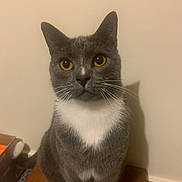 Smokey is registered to the contest to win money with this photo: cat, gray_cat, white_chest, yellow_eyes, whiskers, pet, indoor, feline, sitting, wooden_surface, plain_wall, curious, animal, domestic_cat, portrait, looking_at_camera, closeup, fur, cute, alert