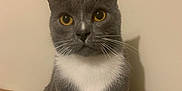 Smokey is registered to the contest to win money with this photo: alert, animal, cat, closeup, curious, cute, domestic_cat, feline, fur, gray_cat, indoor, looking_at_camera, pet, plain_wall, portrait, sitting, whiskers, white_chest, wooden_surface, yellow_eyes