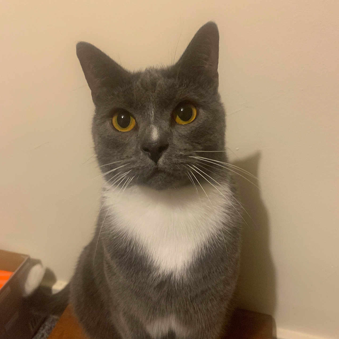Smokey is registered to the contest to win money with this photo: alert, animal, cat, closeup, curious, cute, domestic_cat, feline, fur, gray_cat, indoor, looking_at_camera, pet, plain_wall, portrait, sitting, whiskers, white_chest, wooden_surface, yellow_eyes