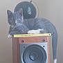 Smokey joined the competition — help win amazing prizes! animal, appliance, cat, computerhardware, device, electricaldevice, electronics, hardware, kitten, laundry, manx, monitor, pet, plant, screen, speaker, sphere, stereo, tv, washer