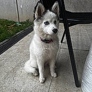 Orka participe au concours pour gagner de l'argent avec cette photo : dog, puppy, white_fur, blue_eyes, sitting, collar, outdoor, chair, tile_floor, paws, tail, attentive, small_dog, fur, porch, grass, concrete_wall, leash, black_ears, portrait