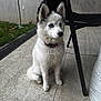 dog, puppy, white_fur, blue_eyes, sitting, collar, outdoor, chair, tile_floor, paws, tail, attentive, small_dog, fur, porch, grass, concrete_wall, leash, black_ears, portrait