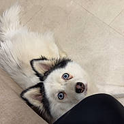 Orka participe au concours pour gagner de l'argent avec cette photo : husky, dog, puppy, blue_eyes, fluffy, white_fur, black_fur, pet, indoor, tile_floor, ear, nose, staring, cute, close_up, sofa_edge, human_leg, gaze, companion, portrait
