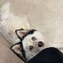 husky, dog, puppy, blue_eyes, fluffy, white_fur, black_fur, pet, indoor, tile_floor, ear, nose, staring, cute, close_up, sofa_edge, human_leg, gaze, companion, portrait