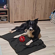 Law a rejoint le concours — aidez-le/la à gagner de superbes lots ! animal, ball, black_and_white, blanket, cabinet, cozy, cute, dog, domestic, flooring, fur, home, indoor, laying_down, living_room, pet, relaxed, shelf, toy, wooden_floor