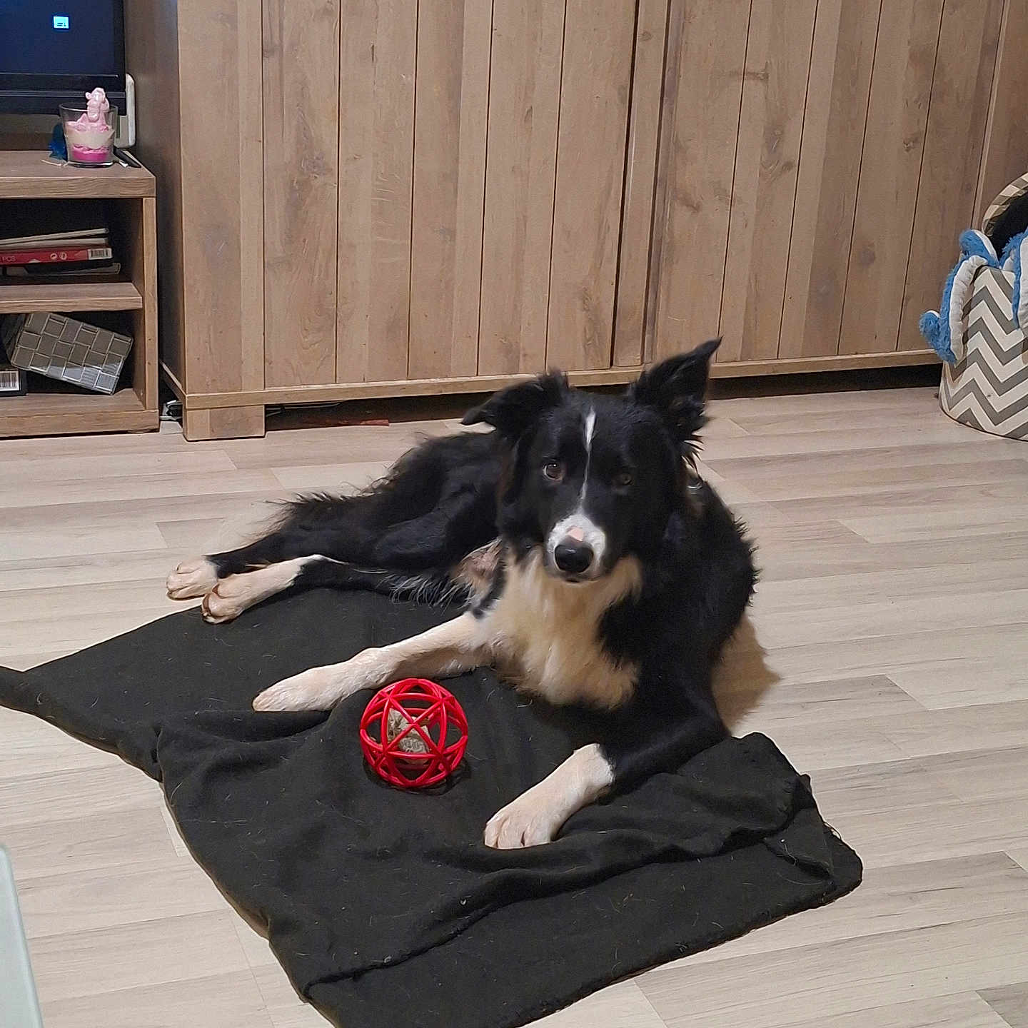 Law a rejoint le concours — aidez-le/la à gagner de superbes lots ! animal, ball, black_and_white, blanket, cabinet, cozy, cute, dog, domestic, flooring, fur, home, indoor, laying_down, living_room, pet, relaxed, shelf, toy, wooden_floor