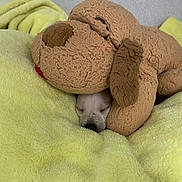 Noelle joined the competition — help win amazing prizes! puppy, stuffed_animal, blanket, sleeping, cozy, soft, bedroom, yellow, plush, cute, animal, fur, resting, indoors, comfort, snuggle, pet, small, relaxation, toy