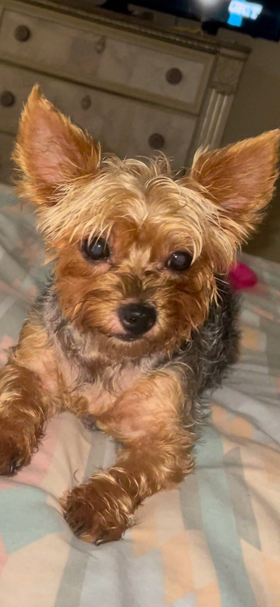 Lexi is registered to the contest to win money with this photo: biewer_terrier, canidae, carnivore, companion_dog, dog, dog_breed, dog_supply, fawn, fur, liver, puppy, small_terrier, snout, sporting_group, terrestrial_animal, terrier, toy_dog, working_animal, yorkipoo, yorkshire_terrier