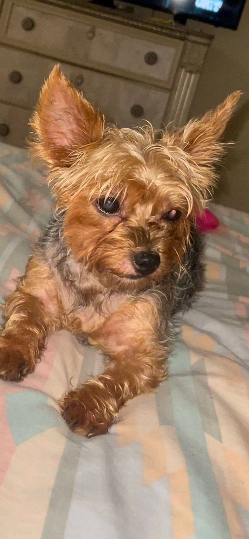 Lexi joined the competition — help win amazing prizes! biewer_terrier, canidae, carnivore, companion_dog, dog, dog_breed, dog_supply, fawn, fur, liver, puppy, small_terrier, snout, sporting_group, terrestrial_animal, terrier, toy_dog, working_animal, working_terrier, yorkipoo