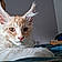 Aslan