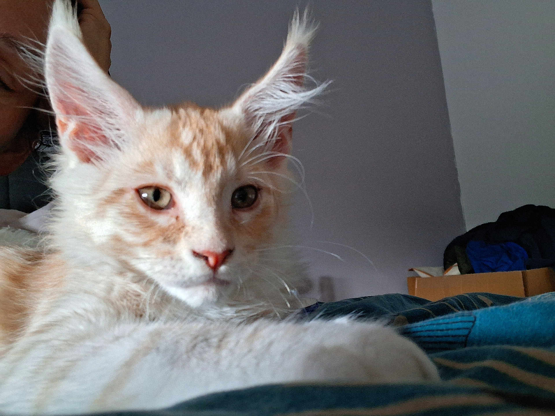 Aslan