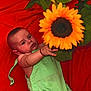 Damir participe au concours pour gagner de l'argent avec cette photo : baby, infant, sunflower, flower, green_clothing, red_background, plant, child, portrait, cute, nature, outdoor, bright_colors, skin, hand, face, eyes, young_child, botanical, growth
