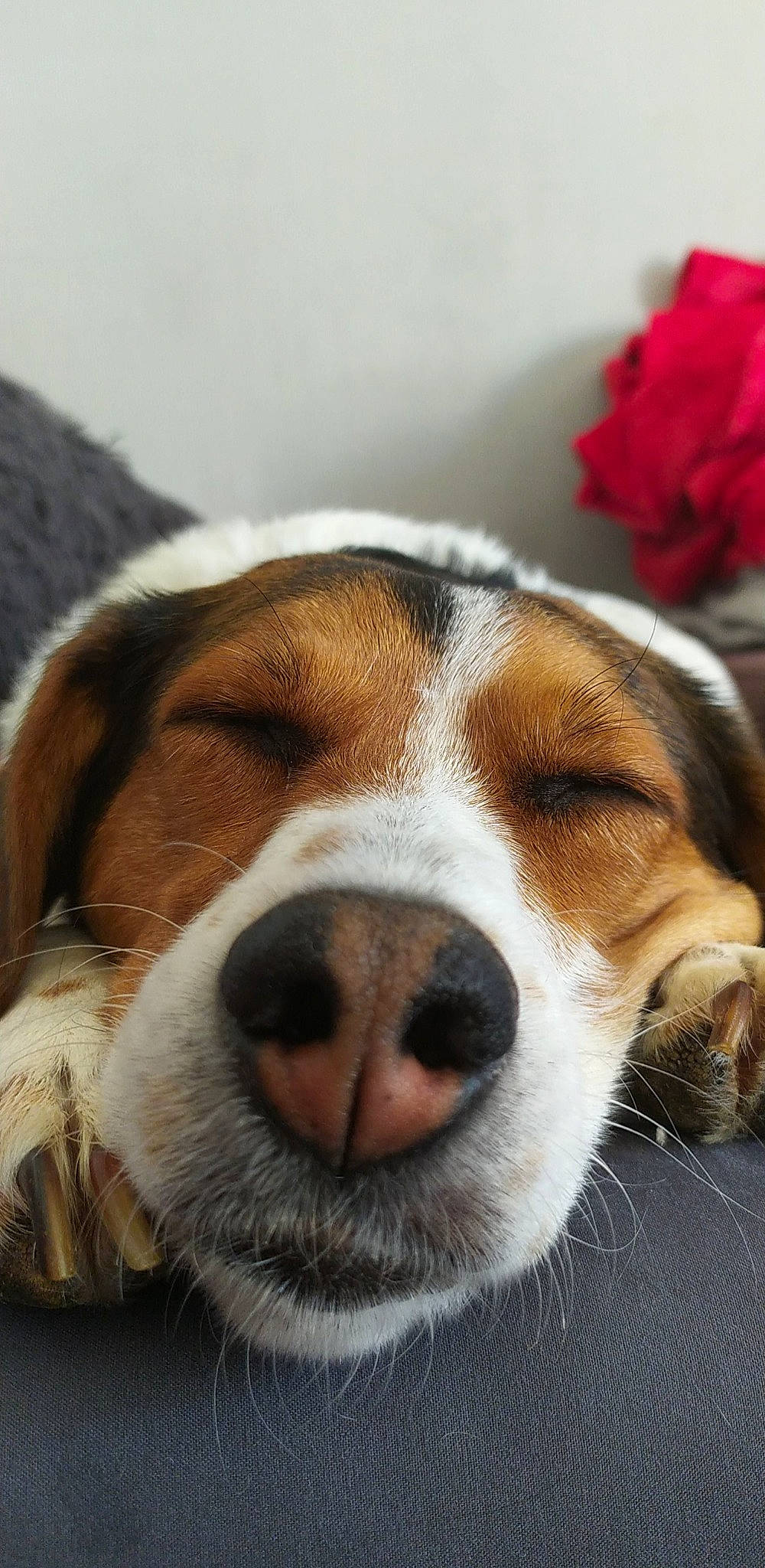 Maya participe au concours pour gagner de l'argent avec cette photo : beagle, beagle_harrier, canidae, carnivore, collar, companion_dog, dog, dog_breed, finnish_hound, fur, hound, liver, pocket_beagle, scent_hound, snout, sporting_group, terrestrial_animal, whiskers, working_animal, working_dog