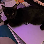Iris joined the competition — help win amazing prizes! black_cat, cat, laptop, desk, toy_head, pokemon_cards, monitor, game_controller, purple_lighting, cable, mousepad, indoor, pet, fur, cozy, gaming_setup, hp_logo, blanket, electronics, sitting