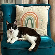 Sakura participe au concours pour gagner de l'argent avec cette photo : cat, black_and_white, chair, cushion, rainbow, stars, indoor, relaxed, pet, feline, fur, whiskers, ears, paws, tail, home, decor, cozy, resting, animal