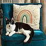 cat, black_and_white, chair, cushion, rainbow, stars, indoor, relaxed, pet, feline, fur, whiskers, ears, paws, tail, home, decor, cozy, resting, animal