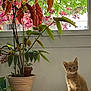 kitten, cat, orange_tabby, plant, potted_plant, window, leaves, green, red, indoor, table, curious, pet, animal, sunlight, nature, flora, young_cat, domestic_cat, feline