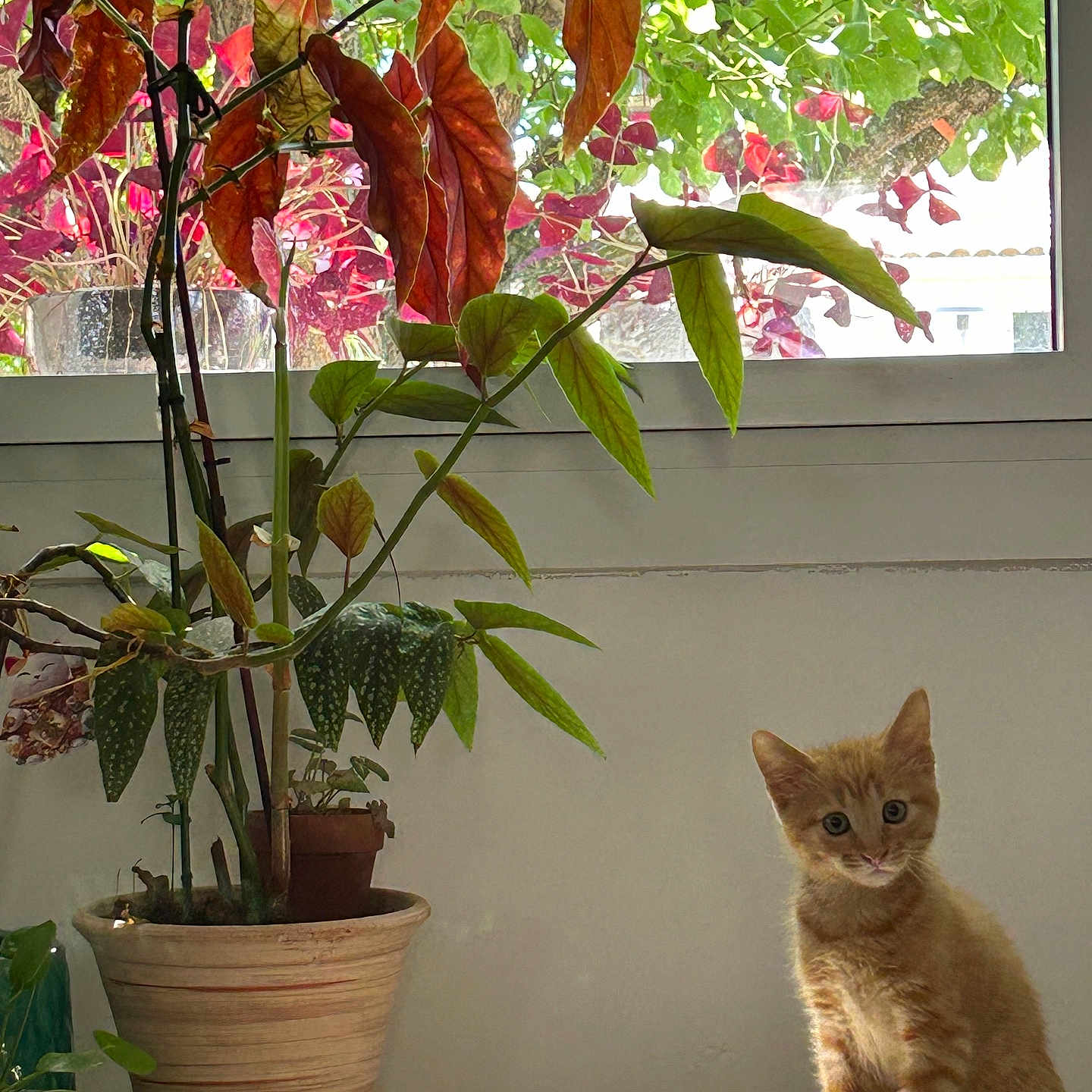 Alsan participe au concours pour gagner de l'argent avec cette photo : animal, cat, curious, domestic_cat, feline, flora, green, indoor, kitten, leaves, nature, orange_tabby, pet, plant, potted_plant, red, sunlight, table, window, young_cat