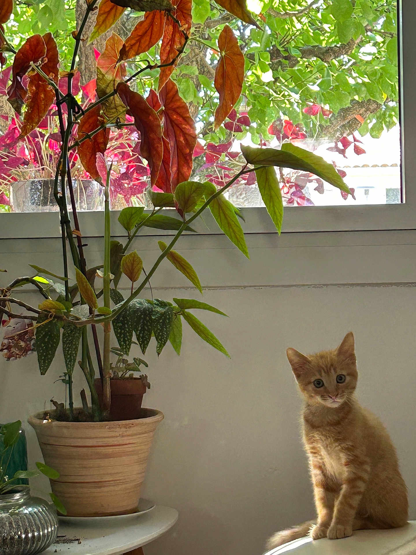 Alsan participe au concours pour gagner de l'argent avec cette photo : kitten, cat, orange_tabby, plant, potted_plant, window, leaves, green, red, indoor, table, curious, pet, animal, sunlight, nature, flora, young_cat, domestic_cat, feline
