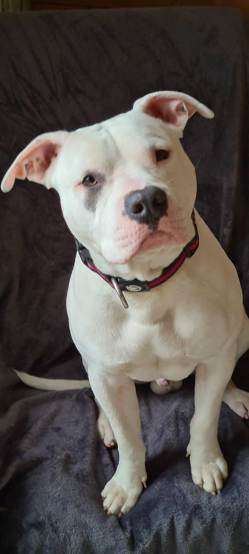 Tino a rejoint le concours — aidez-le/la à gagner de superbes lots ! accessories, animal, boxer, bulldog, canine, collar, dog, frenchbulldog, hound, labradorretriever, leash, pet, pitbull, pointer, puppy, snout, strap, terrier, whitedog