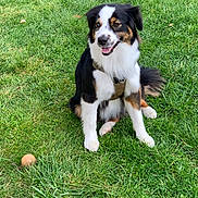 Vaïna a rejoint le concours — aidez-le/la à gagner de superbes lots ! animal, ball, canine, companion, cute, daylight, dog, fur, grass, greenery, happy, harness, mammal, nature, outdoor, pet, playful, sitting, tongue_out, tricolor