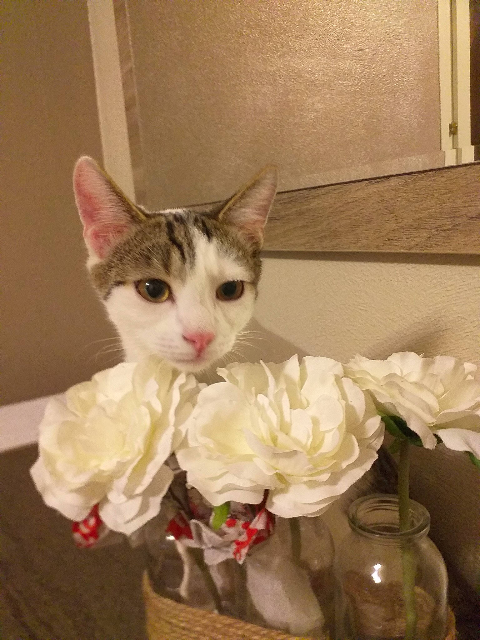 Guizmo a rejoint le concours — aidez-le/la à gagner de superbes lots ! aegean_cat, american_shorthair, american_wirehair, asian, carnivore, cat, domestic_short_haired_cat, european_shorthair, felidae, flower, kitten, mammal, norwegian_forest_cat, plant, small_to_medium_sized_cats, tabby_cat, turkish_van, whiskers