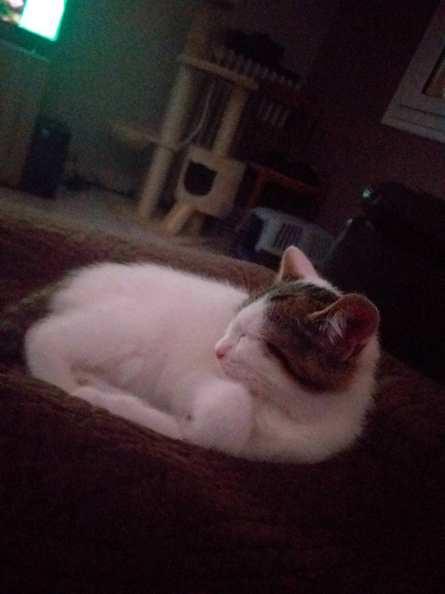 Guizmo a rejoint le concours — aidez-le/la à gagner de superbes lots ! carnivore, cat, ear, felidae, fur, furniture, kitten, nap, night, sky, sleep, small_to_medium_sized_cats, tail, turkish_van, whiskers