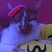 Alvin joined the competition — help win amazing prizes! cat, orange_and_white, resting, closed_eyes, hair_ties, plush_pillow, yellow_pillow, indoor, close_up, pet, feline, sleepy, soft_light, cute, cozy, animal, domestic_cat, fur, whiskers, relaxed