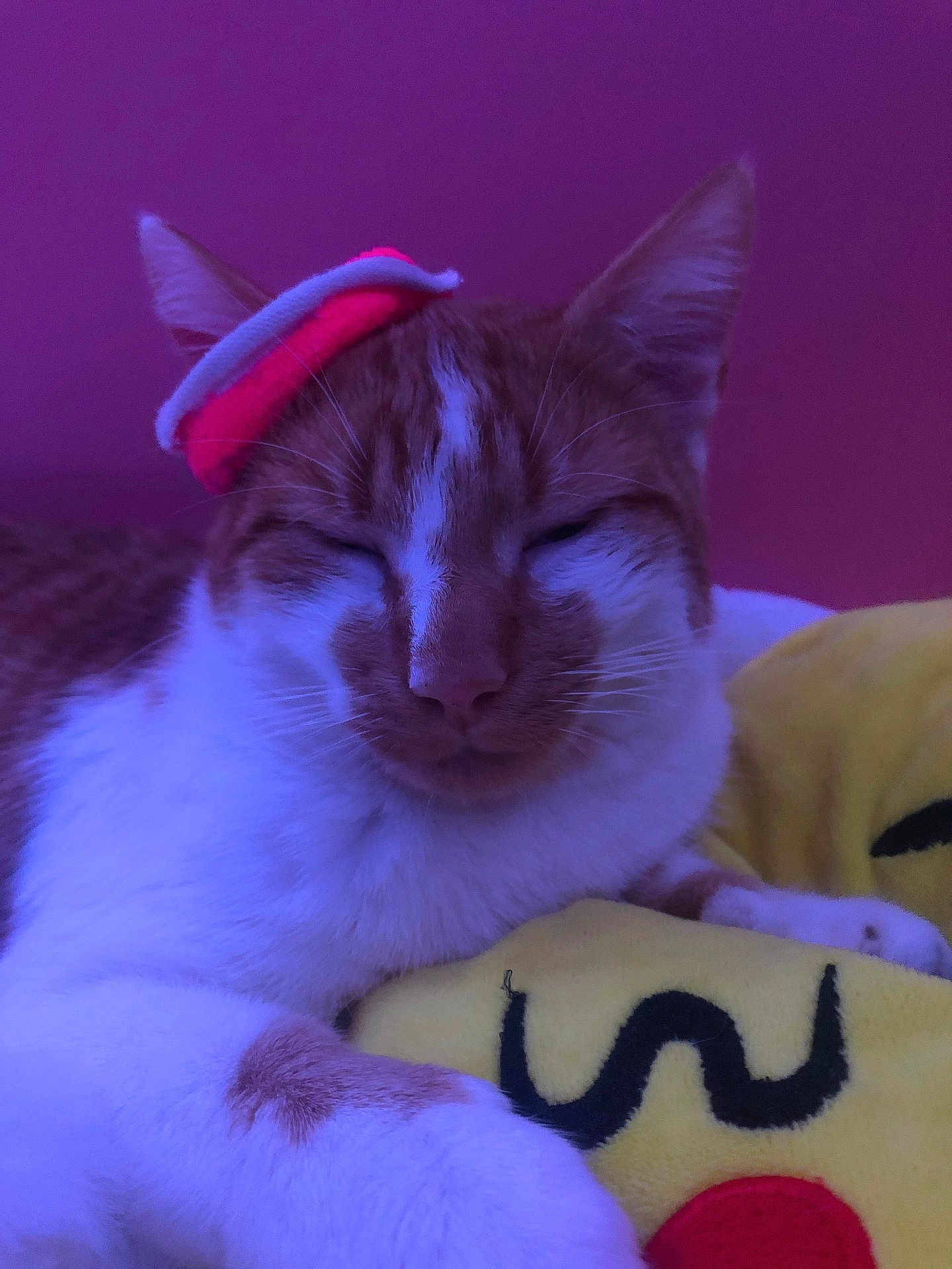 Alvin joined the competition — help win amazing prizes! cat, orange_and_white, resting, closed_eyes, hair_ties, plush_pillow, yellow_pillow, indoor, close_up, pet, feline, sleepy, soft_light, cute, cozy, animal, domestic_cat, fur, whiskers, relaxed