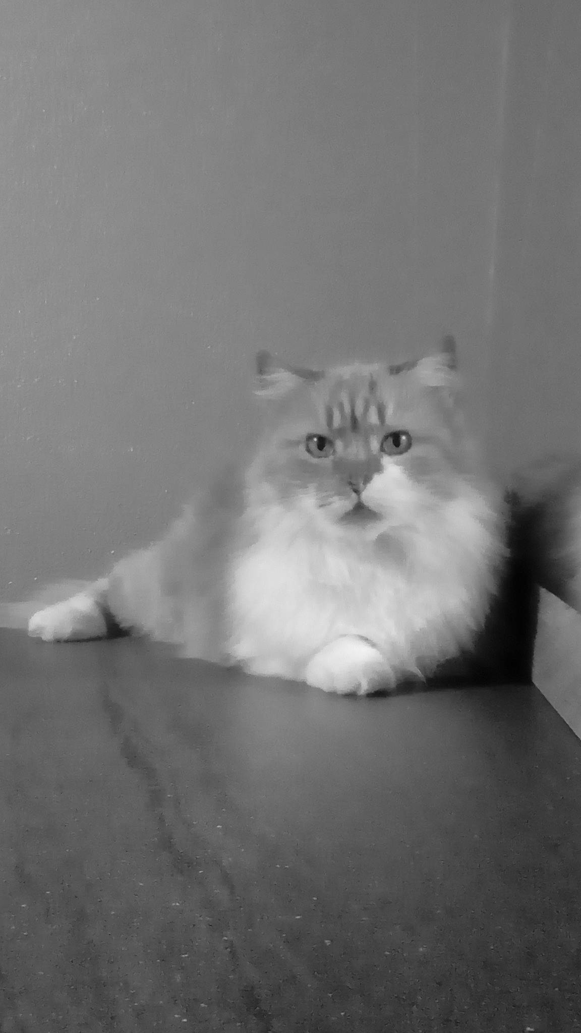 Noisette participe au concours pour gagner de l'argent avec cette photo : asian_semi_longhair, black_and_white, british_longhair, british_semi_longhair, carnivore, cat, domestic_long_haired_cat, eye, felidae, fur, kitten, mammal, monochrome, norwegian_forest_cat, persian, ragamuffin, ragdoll, small_to_medium_sized_cats, whiskers, white