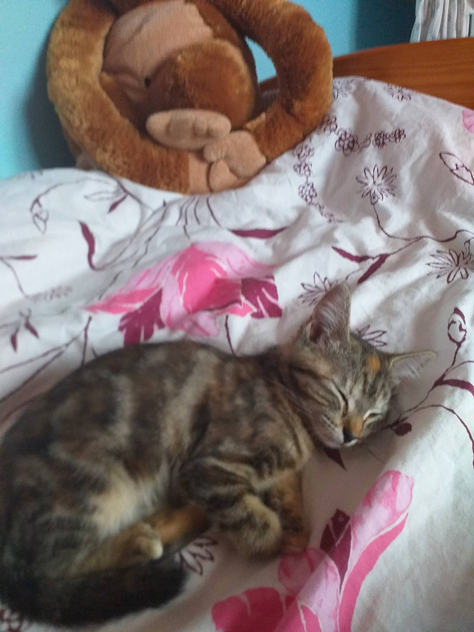 Ice Tea participe au concours pour gagner de l'argent avec cette photo : american_shorthair, asian, bengal, carnivore, cat, cat_bed, domestic_short_haired_cat, dragon_li, european_shorthair, felidae, fur, kitten, nap, sleep, small_to_medium_sized_cats, tabby_cat, tail, toyger, whiskers