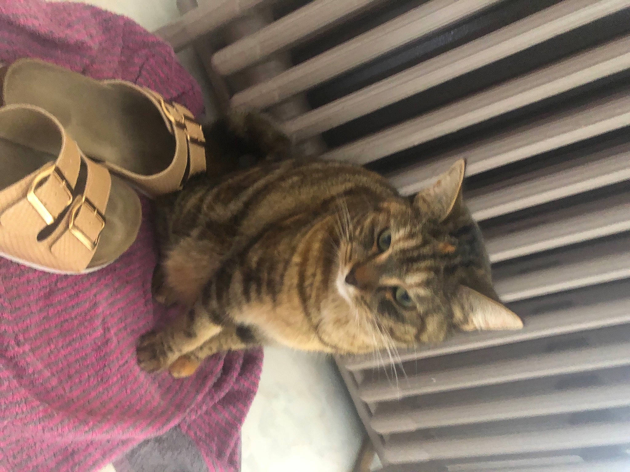 Ice Tea a rejoint le concours — aidez-le/la à gagner de superbes lots ! carnivore, cat, claw, comfort, domestic_short_haired_cat, fawn, felidae, fur, nap, paw, sleep, small_to_medium_sized_cats, snout, tail, terrestrial_animal, whiskers, window, wood