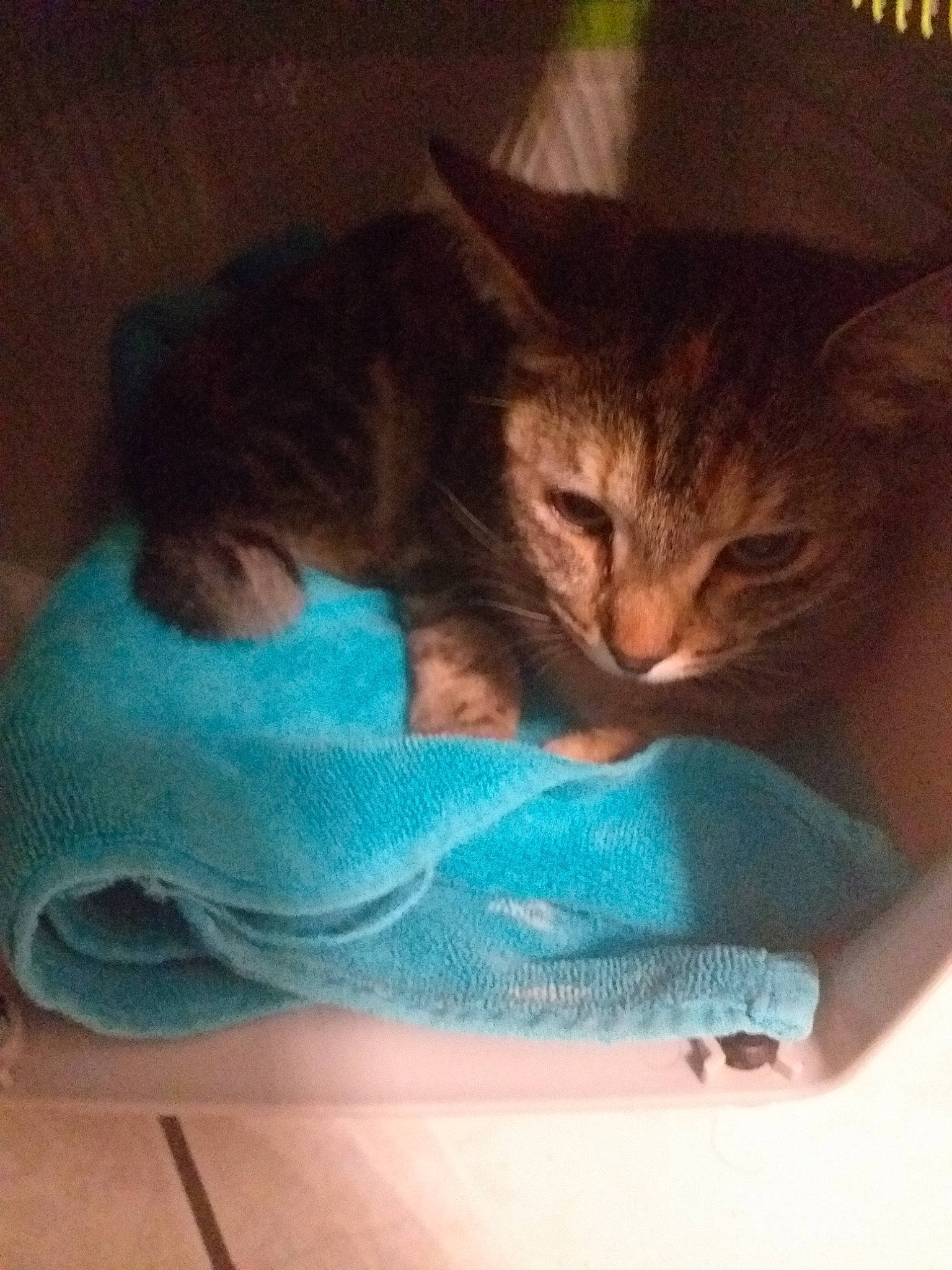 Ice Tea participe au concours pour gagner de l'argent avec cette photo : asian, carnivore, cat, domestic_short_haired_cat, european_shorthair, felidae, kitten, nap, small_to_medium_sized_cats, tabby_cat, whiskers