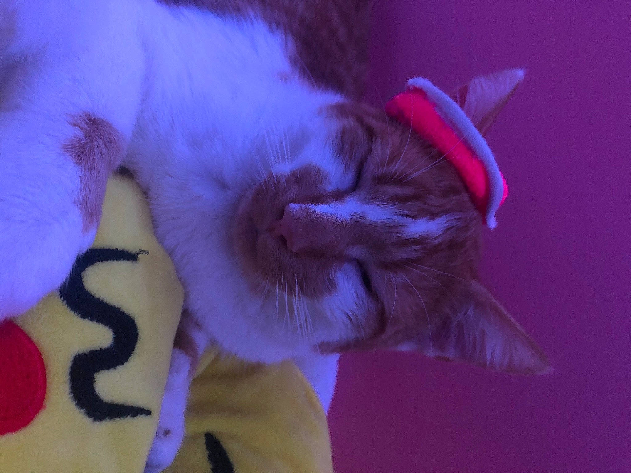 Alvin a rejoint le concours — aidez-le/la à gagner de superbes lots ! canidae, carnivore, cat, dog_breed, ear, electric_blue, event, fawn, felidae, fur, magenta, paw, pink, plant, purple, small_to_medium_sized_cats, snout, tail, violet, whiskers