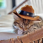 Cookie a rejoint le concours — aidez-le/la à gagner de superbes lots ! kitten, cat, sleeping, hat, cowboy_hat, cute, pet, indoor, woven_chair, resting, animal, feline, cozy, soft_light, closeup, adorable, domestic_animal, young_cat, nap, quiet