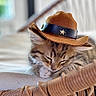 kitten, cat, sleeping, hat, cowboy_hat, cute, pet, indoor, woven_chair, resting, animal, feline, cozy, soft_light, closeup, adorable, domestic_animal, young_cat, nap, quiet