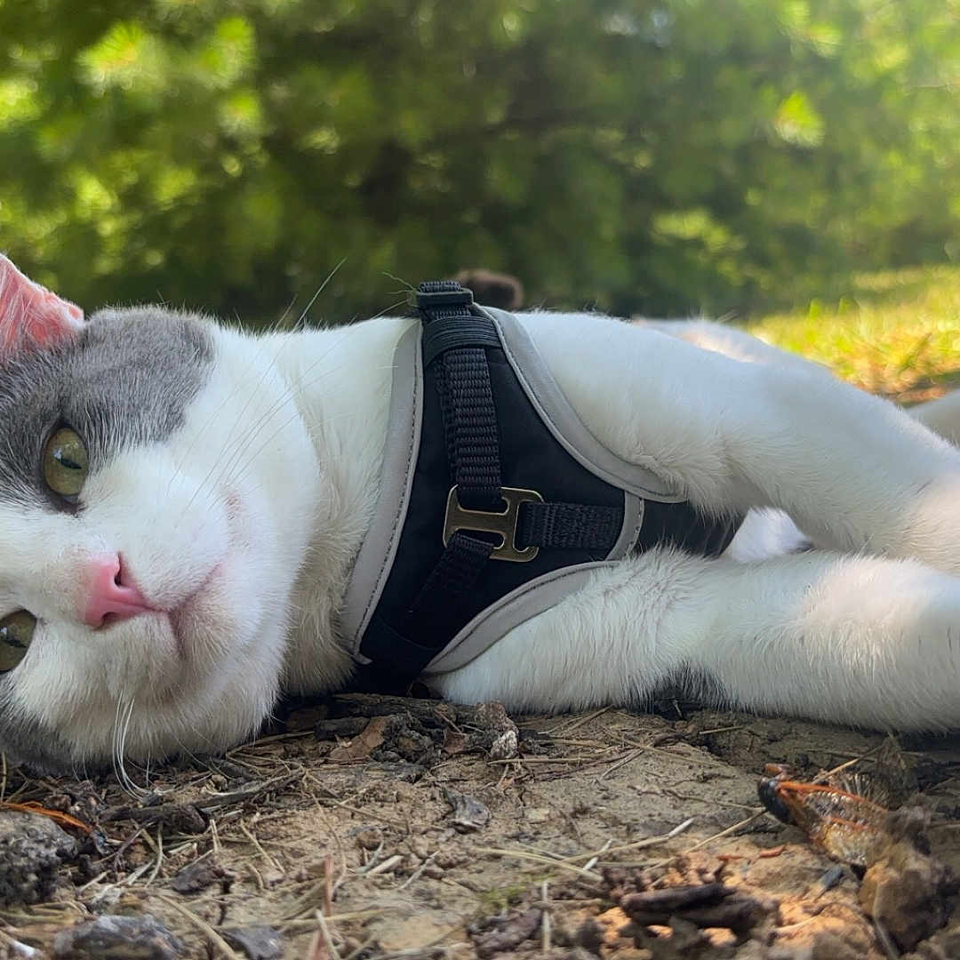 Captain is registered to the contest to win money with this photo: accessories, animal, cat, grass, harness, herbal, herbs, kitten, leaf, nature, outdoors, person, pet, plant, rock, sleeping, soil, strap, tree, vegetation