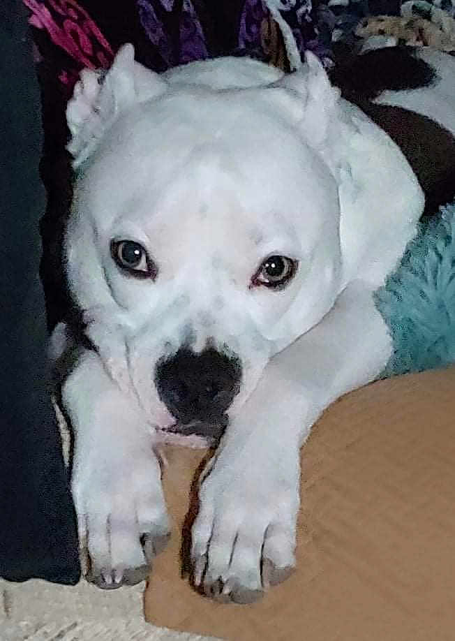 Loki is registered to the contest to win money with this photo: animal, ball, bostonbull, boxer, bulldog, canine, couch, dog, football, frenchbulldog, furniture, husky, pet, pitbull, puppy, snout, soccer, soccerball, sport, whitedog