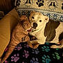 Loki joined the competition — help win amazing prizes! animal, architecture, blanket, building, bulldog, canine, couch, cushion, dog, furniture, homedecor, hound, indoors, interiordesign, livingroom, pet, pitbull, puppy, quilt, room
