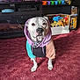 accessories, animal, bag, bulldog, canine, cat, computerhardware, dog, electronics, furniture, handbag, hardware, hound, indoors, monitor, pet, pitbull, pointer, screen, shelf