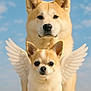 adorable, angel_wings, animal, blue_sky, canine, chihuahua, clouds, cute, dog, fluffy, friendship, outdoor, pet, portrait, serene, shiba_inu, sky, two_dogs, whimsical, wings